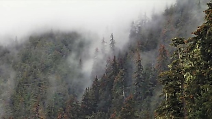 大自然大雾视频素材