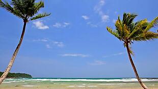海滩上的两棵棕榈树摄影素材
