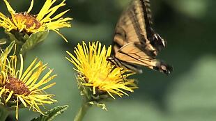 蝴蝶采蜜自然高清视频素材