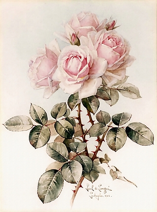 粉白蔷薇花装饰画