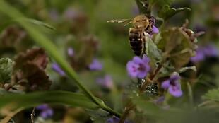 实拍花丛里不断飞舞的蜜蜂视频素材