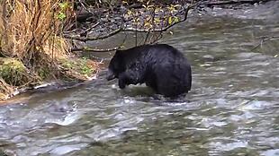 实拍河水里受到惊吓的黑熊视频素材