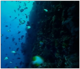 水底世界视频素材
