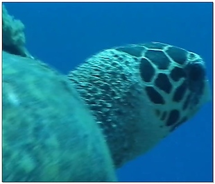 大海龟水底世界视频素材