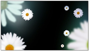 白色花朵视频素材