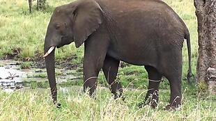 实拍小河边喝水的大象视频素材