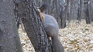 实拍树枝上找食物的松鼠视频素材