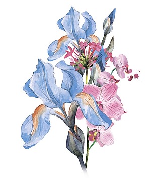 水彩艺术植物花朵插画