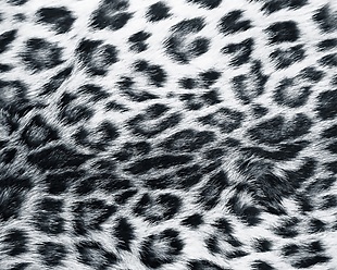 灰色豹子动物填充纹理背景素材