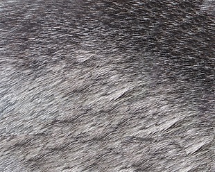 动物毛发填充纹理背景素材