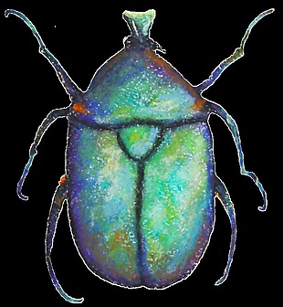 动物甲壳虫透明装饰素材