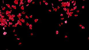 浪漫唯美玫瑰花瓣飞舞动态视频素材