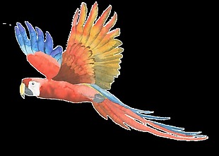 红色鹦鹉手绘水彩透明装饰图案