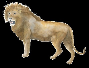 棕色狮子水彩透明装饰图案