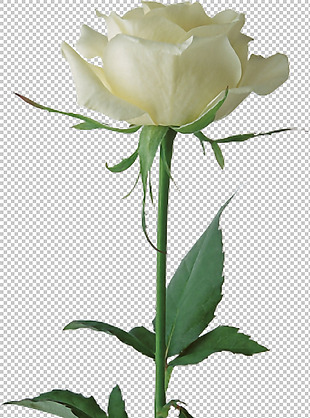 一株绿叶白玫瑰免抠png透明图层素材