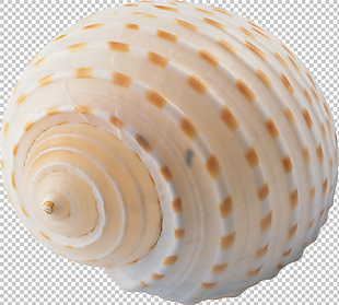 漂亮颜色螺旋海螺免抠png透明图层素材
