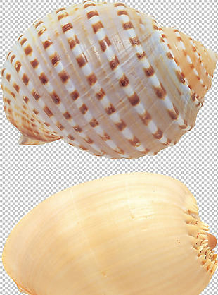 漂亮条纹花纹海螺免抠png透明图层素材