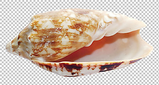 漂亮花纹海螺贝壳免抠png透明图层素材