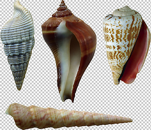 四种尖角海螺免抠png透明图层素材