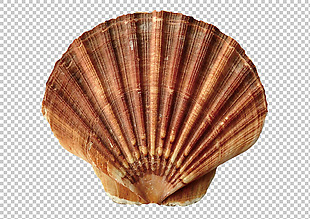 放射状花纹贝壳免抠png透明图层素材