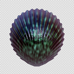 漂亮颜色花纹贝壳免抠png透明图层素材