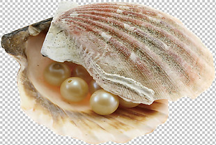 包含粉色珍珠的贝壳免抠png透明图层素材