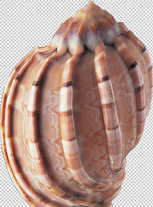 漂亮花纹奇怪海螺免抠png透明图层素材