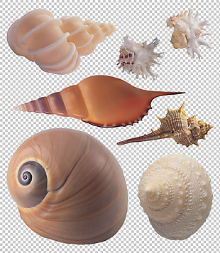 各种漂亮的贝壳海螺免抠png透明图层素材