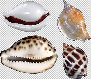 四种漂亮海螺贝壳免抠png透明图层素材