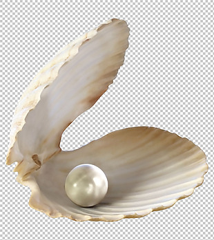 漂亮珍珠贝壳免抠png透明图层素材
