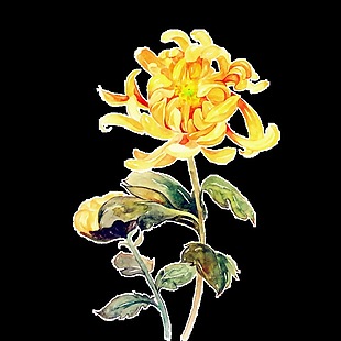黄色手绘菊花花朵
