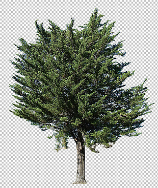 绿色大枞树免抠png透明图层素材