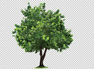 绿色绿化小树免抠png透明图层素材