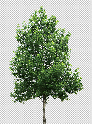 景观绿化树免抠png透明图层素材