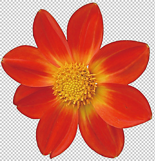 红色东洋菊照片免抠png透明图层素材