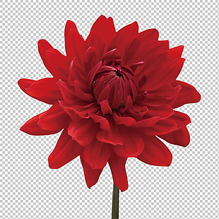 深红色大丽菊免抠png透明图层素材