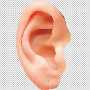 耳朵写真图免抠png透明图层素材