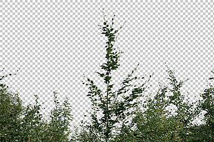 绿色灌木树丛免抠png透明图层素材