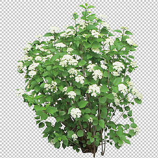 白色花朵灌木免抠png透明图层素材