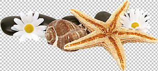黄色海星海螺菊花免抠png透明素材