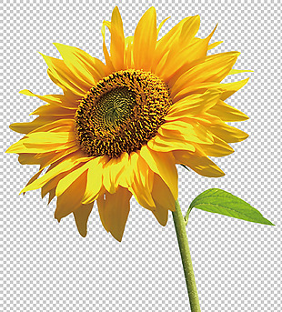 一朵黄色向日葵图片免抠png透明图层素材