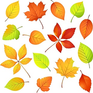 秋天美丽的树叶插画