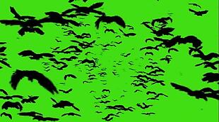 绿幕布可抠像的蝙蝠群飞行素材
