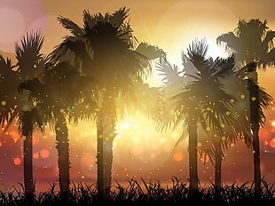 在落日的天空的棕榈树的剪影