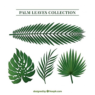 棕榈树叶包不同类型