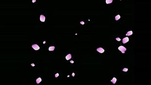 浪漫唯美粉色花瓣雨动态视频素材