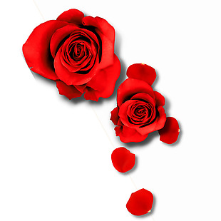 红色花朵玫瑰红花花瓣