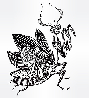黑白花纹创意螳螂图案