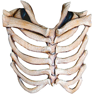 真实人体胸腔肋骨免抠png透明素材
