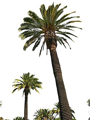 高大粗壮的棕榈树免抠png透明素材